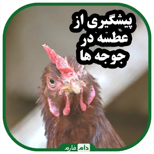 Why-do-chickens-and-chickens-sneeze-and-how-do-we-become
