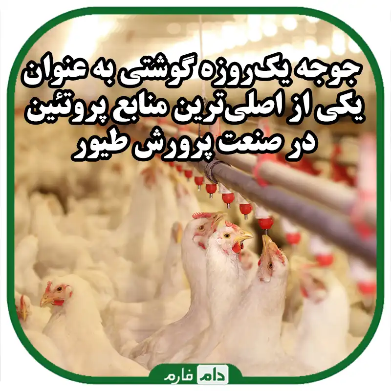 عدم_وزن_گیری_جوجه_یک‌روزه_گوشتی_:_علت‌ها_و_راهکارها