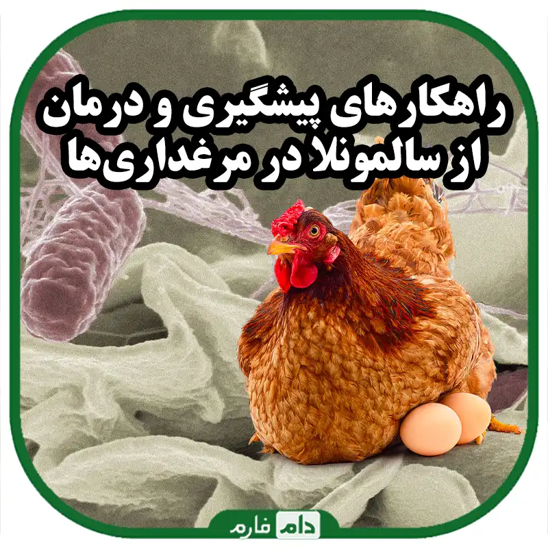 علل_و_درمان_بیماری_سالمونلا_در_طیور_و_مرغداری