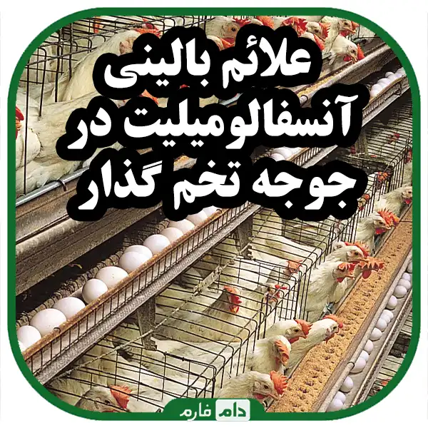 Poultry-encephalomyelitis-in-laying-hens