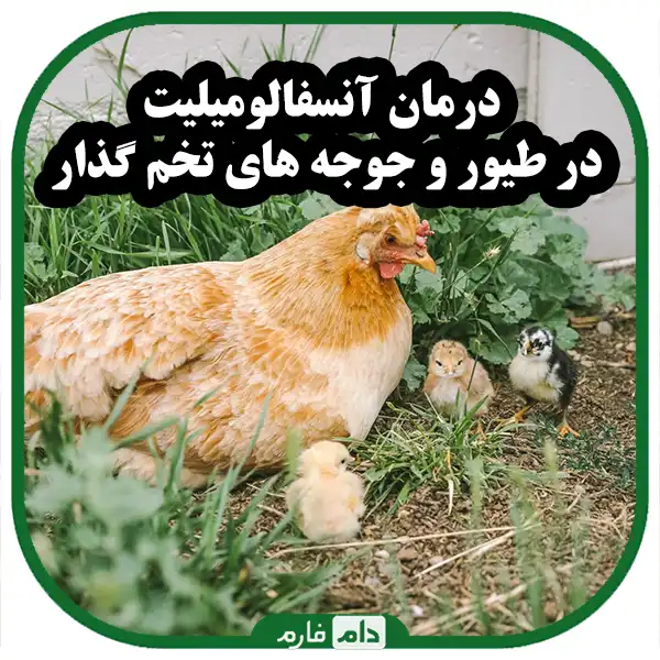Poultry-encephalomyelitis-in-laying-hens