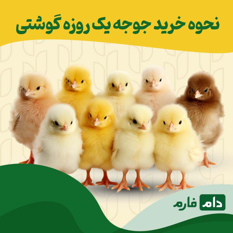 خرید_جوجه_یک_روزه_گوشتی_:_7_نکته_ضروری_برای_انتخاب_بهترین_نژادها