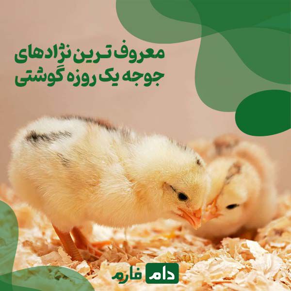 How-to-buy-a-day-old-chicken
