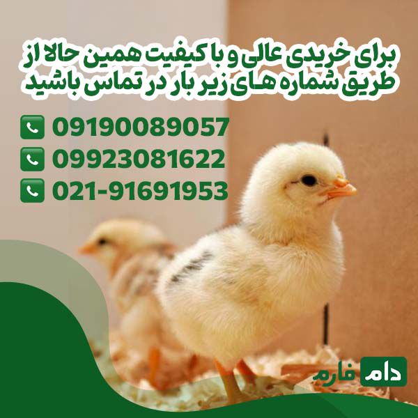 How-to-buy-a-day-old-chicken