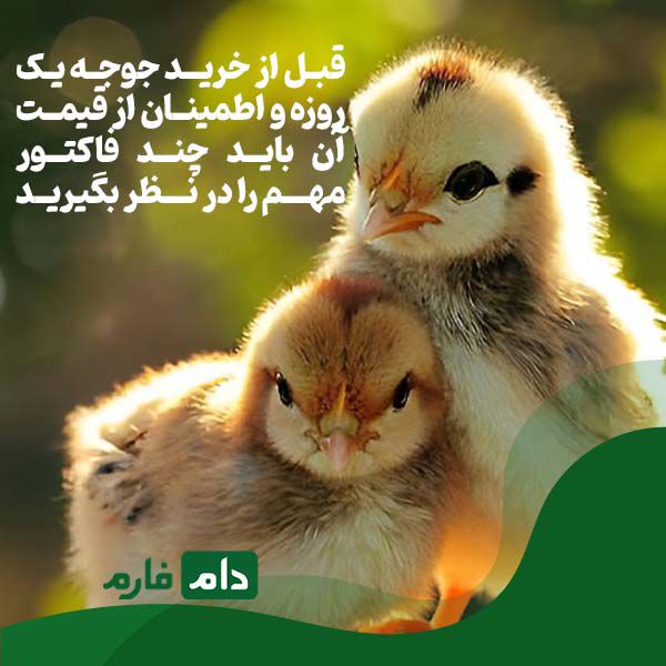 How-to-buy-a-day-old-chicken