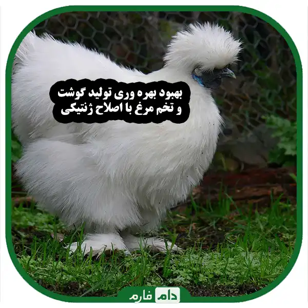 Genetic-modification-in-livestock-and-poultry-breeding