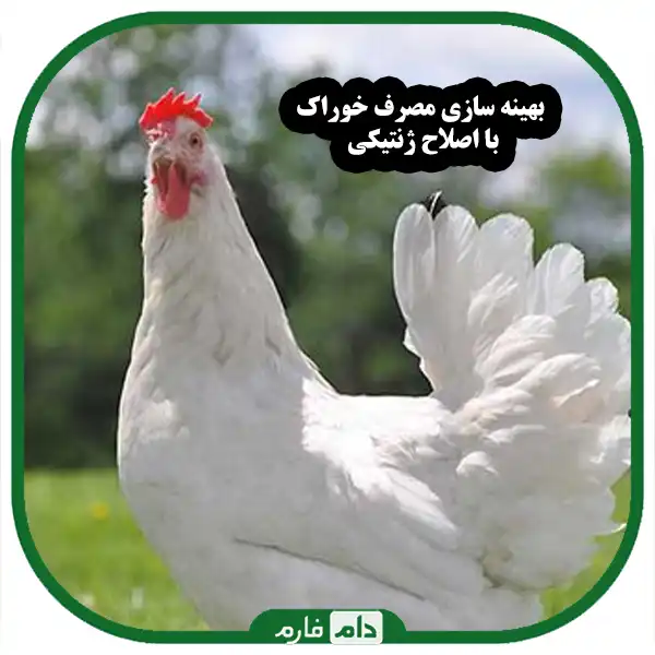 Genetic-modification-in-livestock-and-poultry-breeding