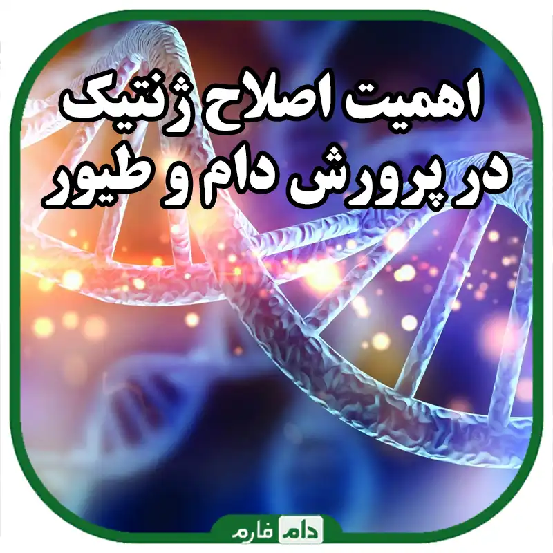_اهمیت_اصلاح_ژنتیک_در_پرورش_دام_و_طیور