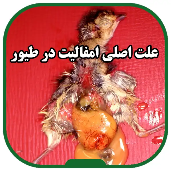بیماری_امفالیت_یا_عفونت_کیسه_زرده_،_علائم_بالینی_،_درمان_و_پیشگیری