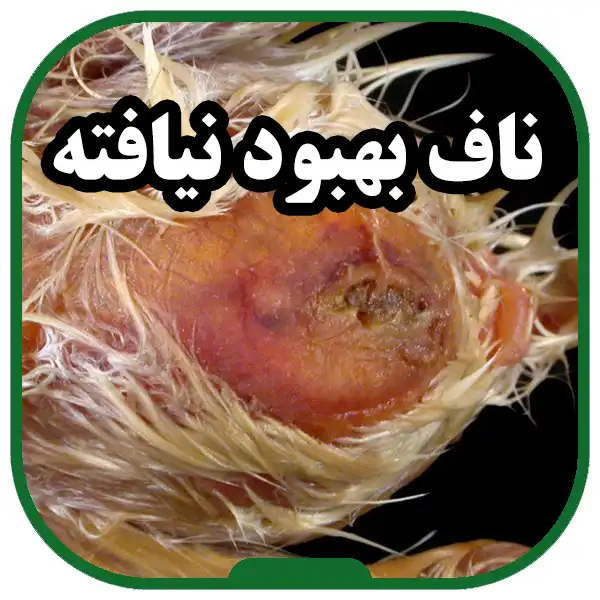 Emphalitis-disease-or-yolk-sac-infection,-clinical-symptoms,-treatment-and-prevention