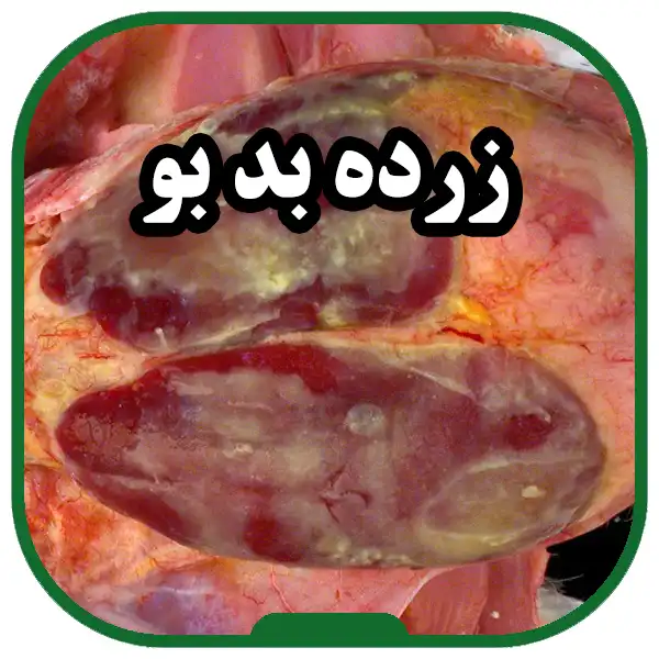 Emphalitis-disease-or-yolk-sac-infection,-clinical-symptoms,-treatment-and-prevention