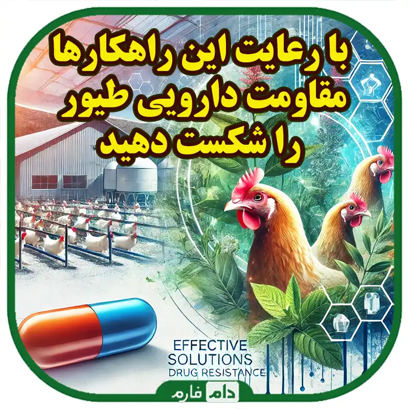 راهکارهای_کاهش_مقاومت_دارویی_در_طیور