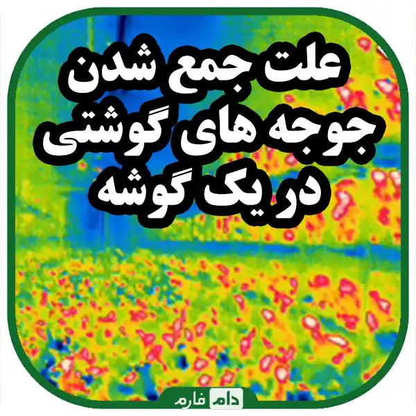 Poultry-and-heat-stress-control