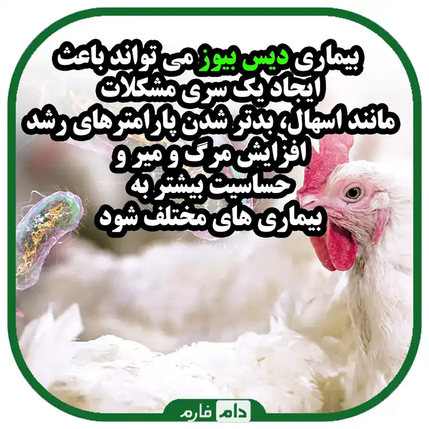 عامل_،_پیشگیری_و_درمان_بیماری_دیس_بیوز_در_جوجه_های_گوشتی
