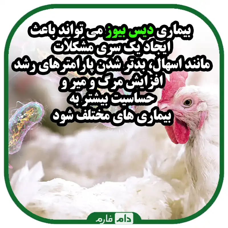 عامل_،_پیشگیری_و_درمان_بیماری_دیس_بیوز_در_جوجه_های_گوشتی