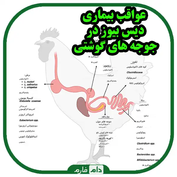 Cause-prevention-and-treatment-of-dysbiosis-in-broilers