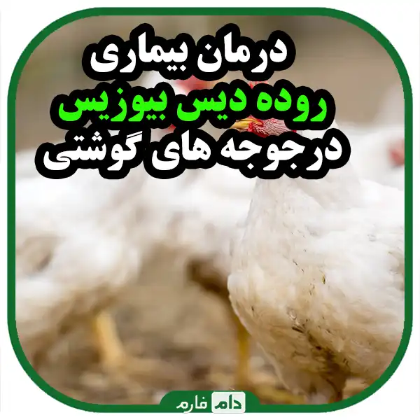 Cause-prevention-and-treatment-of-dysbiosis-in-broilers