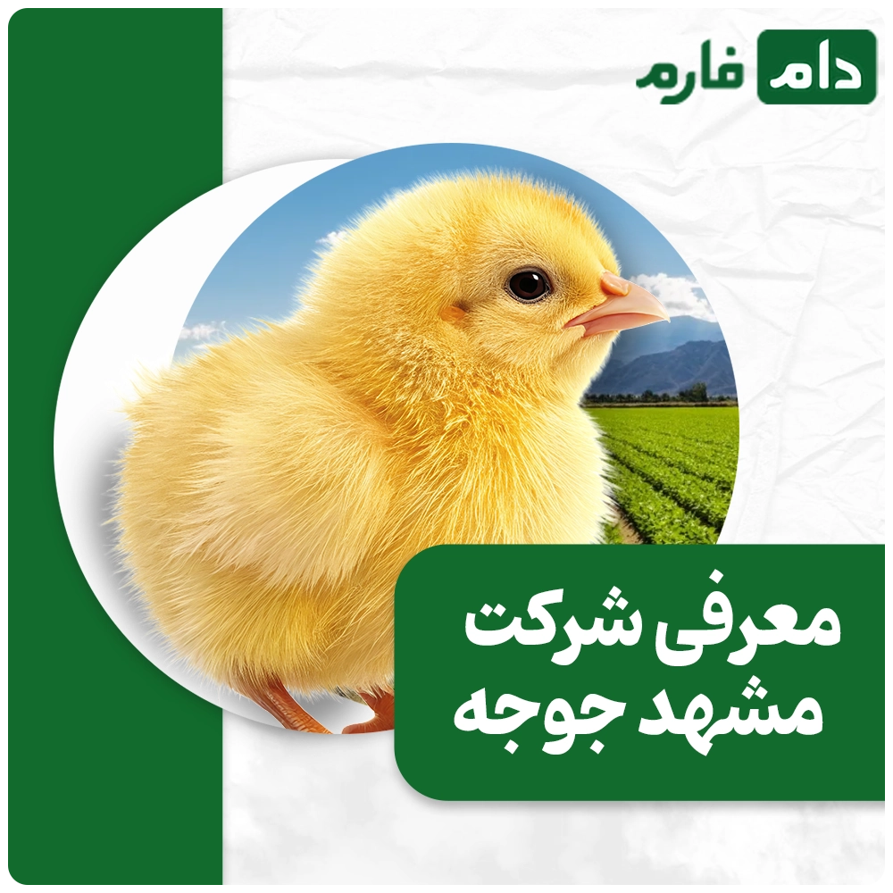 Buying-one-day-old-chicks-from-Mashhad-Chicken-Company-