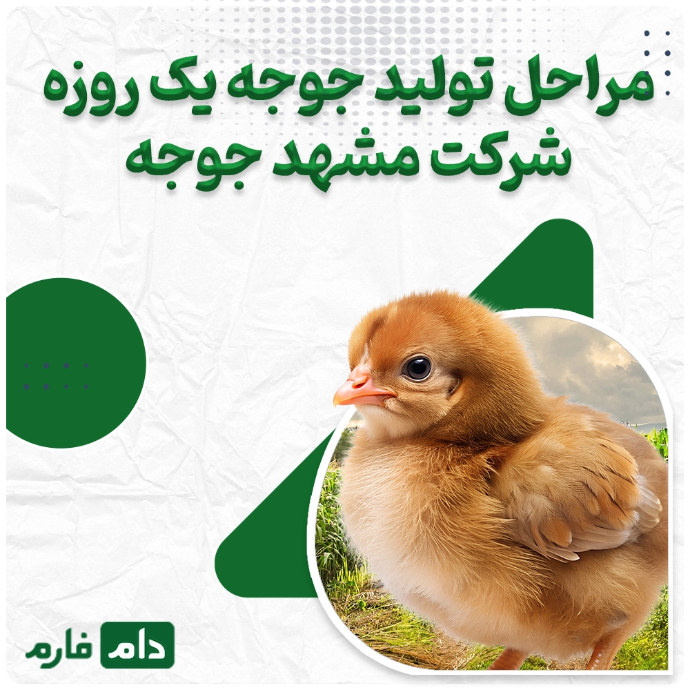 Buying-one-day-old-chicks-from-Mashhad-Chicken-Company-