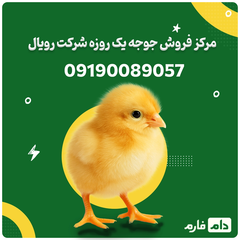 مرکز_فروش_جوجه_یک_روزه_شرکت_رویال_09190089057