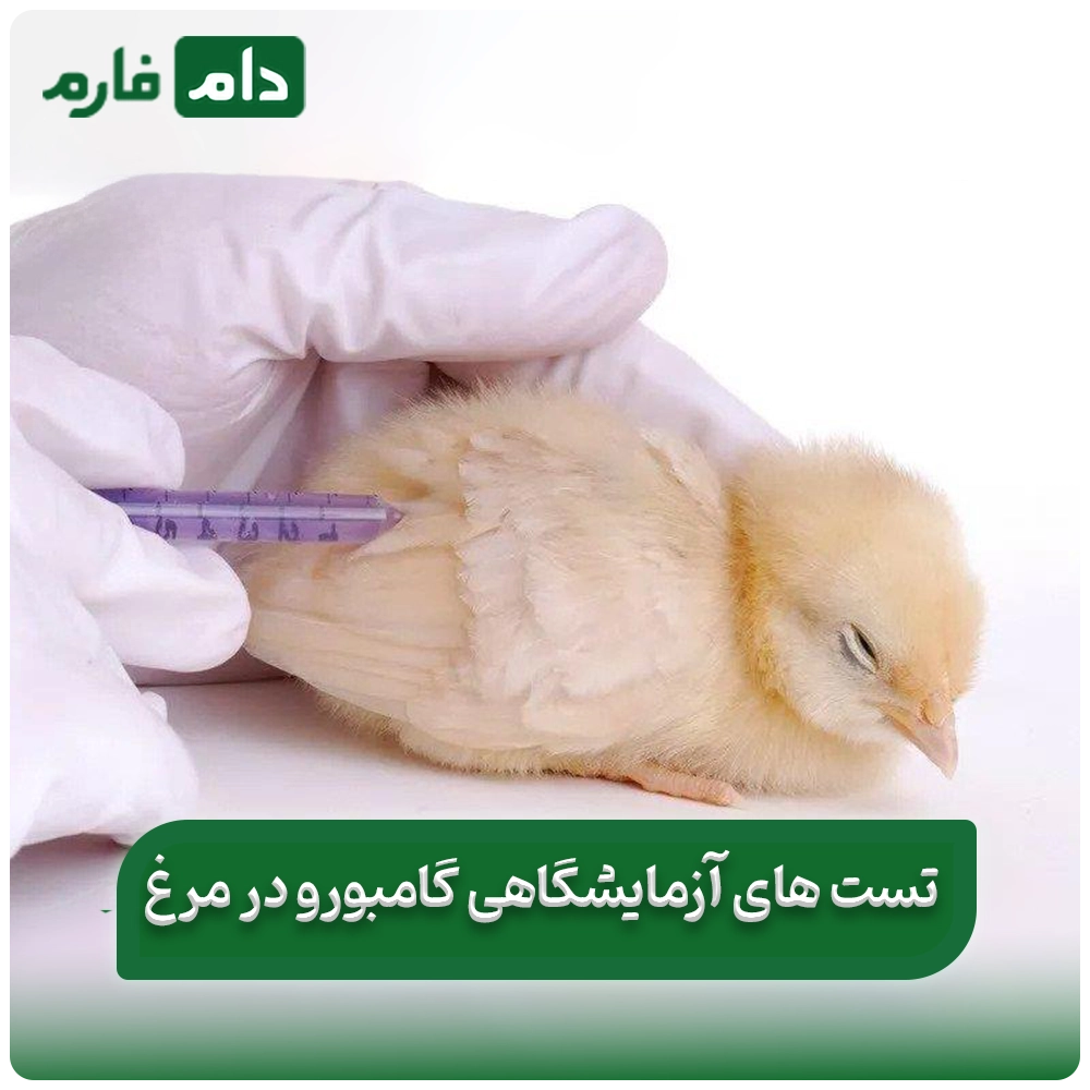 Gamboro-disease-in-chickens:-from-diagnosis-to-treatment,-find-out-everything-in-this-article
