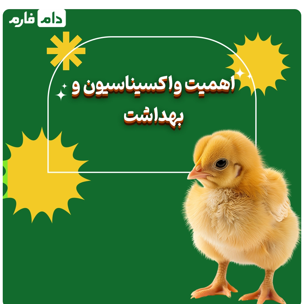 Royal-Company's-one-day-old-chick-sales-center