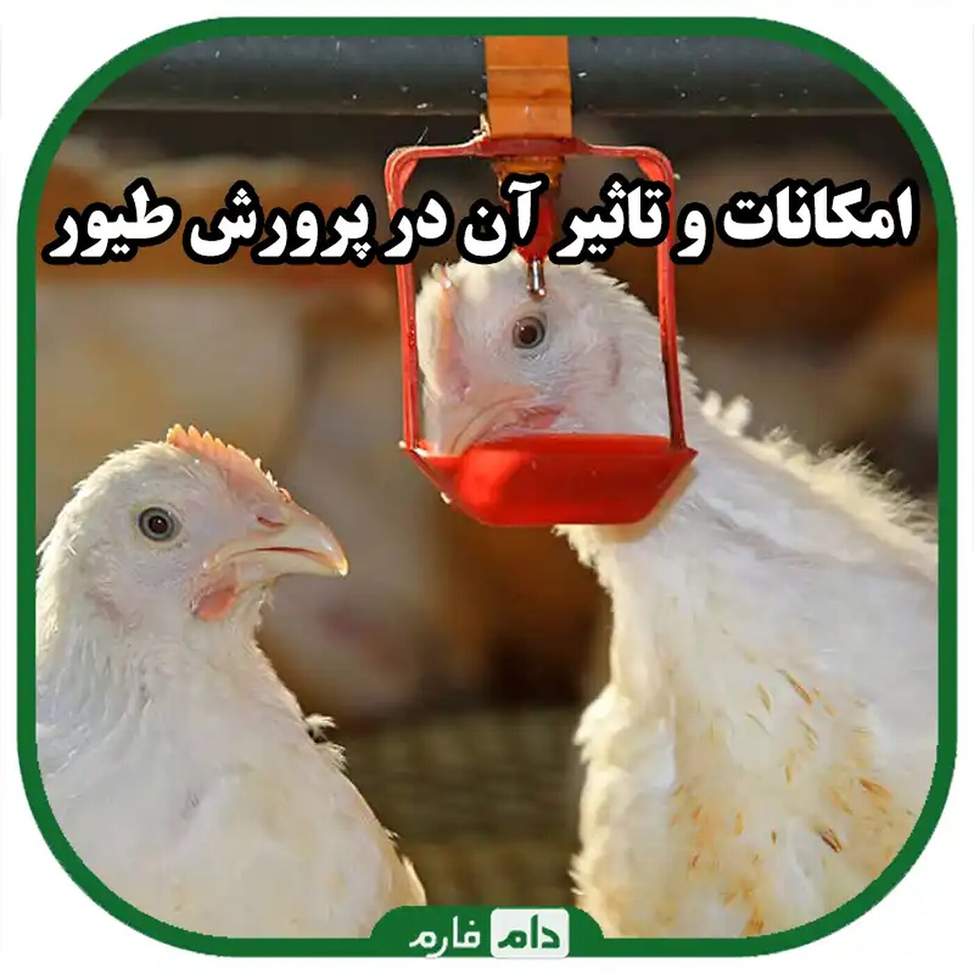 نکات_کلیدی_در_پرورش_طیور