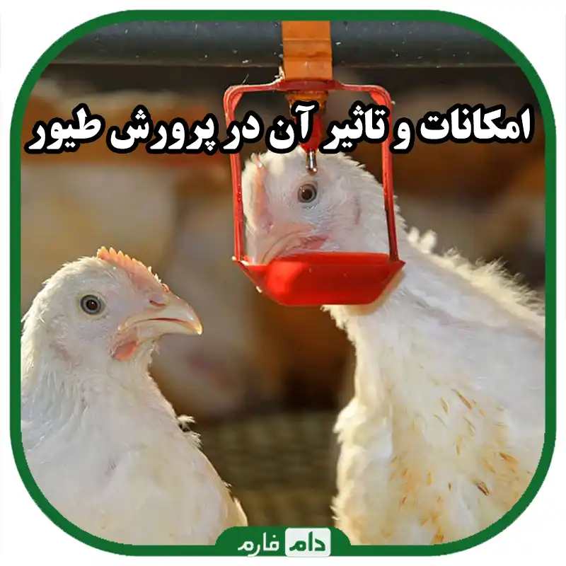 نکات_کلیدی_در_پرورش_طیور