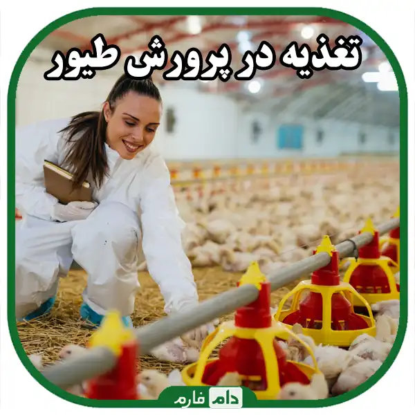 Key-points-in-poultry-farming