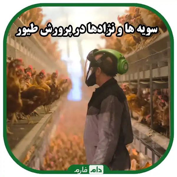 Key-points-in-poultry-farming