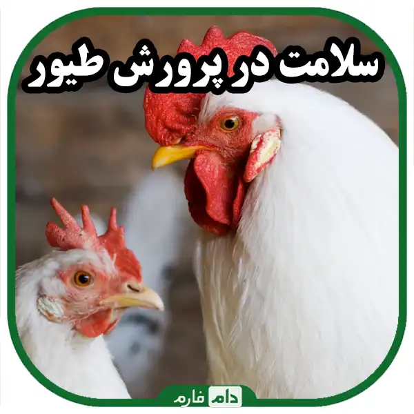 Key-points-in-poultry-farming