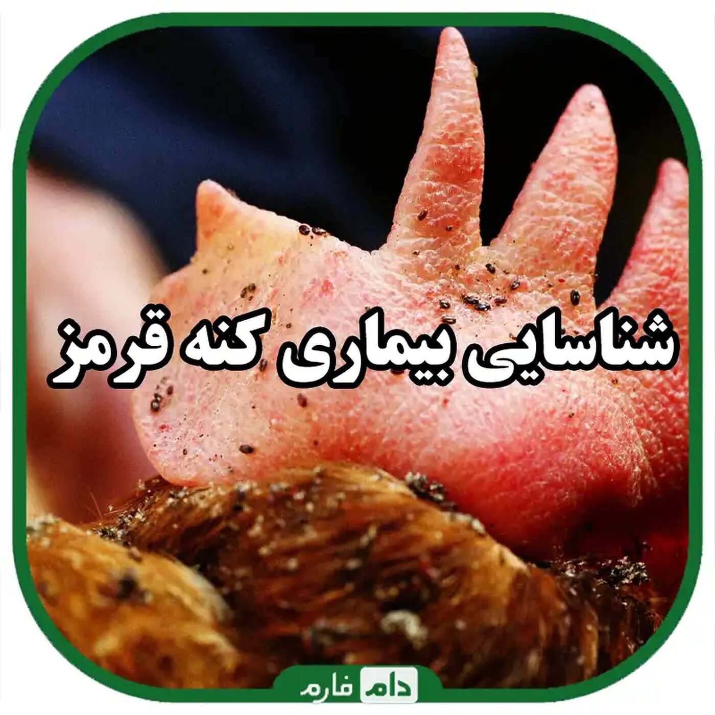 بیماری_کنه_قرمز_طیور_|_شناسایی_کنه_قرمز_طیور_|_پیشگیری_و_درمان_بیماری_کنه_قرمز_طیور