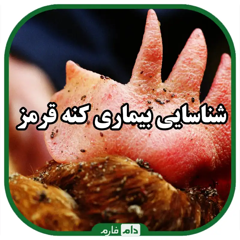 بیماری_کنه_قرمز_طیور_|_شناسایی_کنه_قرمز_طیور_|_پیشگیری_و_درمان_بیماری_کنه_قرمز_طیور