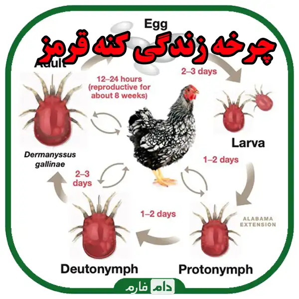 Poultry-red-mite-disease-Identification-Prevention-and-treatment