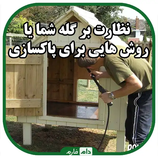 Poultry-red-mite-disease-Identification-Prevention-and-treatment