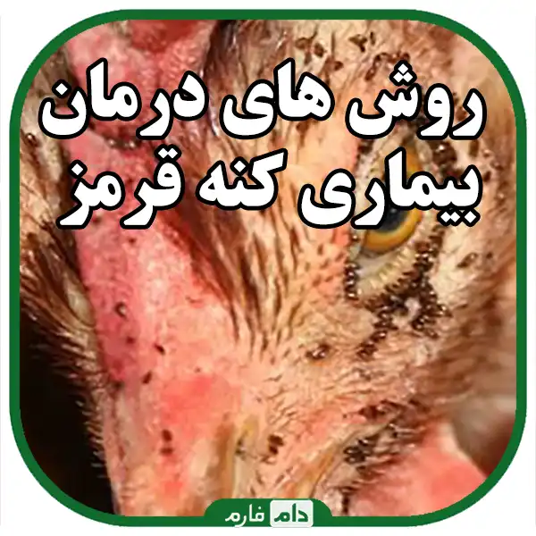 Poultry-red-mite-disease-Identification-Prevention-and-treatment
