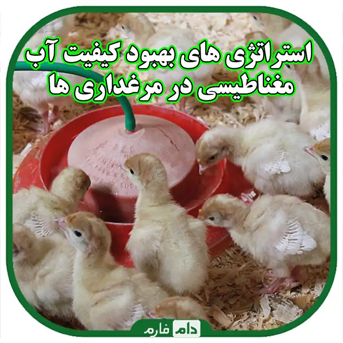 استراتژی_های_بهبود_کیفیت_آب_مغناطیسی_در_مرغداری_ها