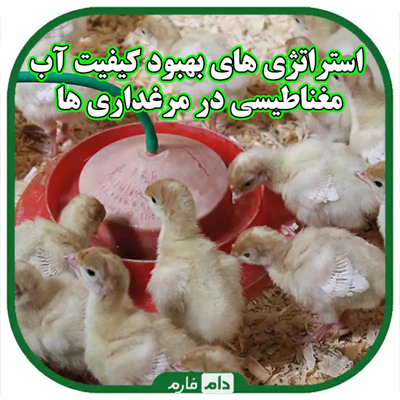 استراتژی_های_بهبود_کیفیت_آب_مغناطیسی_در_مرغداری_ها