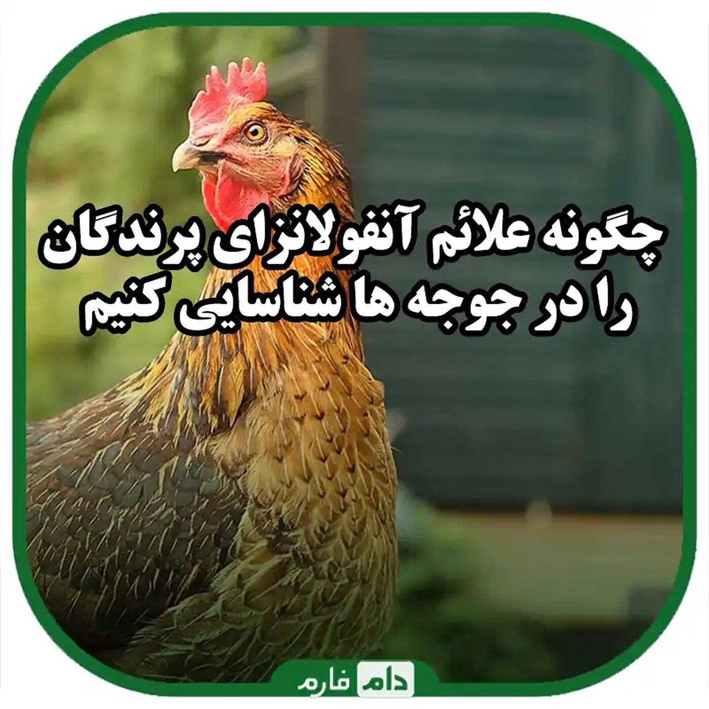 نحوه_تشخیص_و_پیشگیری_از_علائم_آنفولانزای_پرندگان_در_طیور