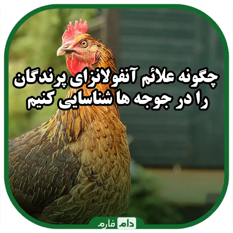 نحوه_تشخیص_و_پیشگیری_از_علائم_آنفولانزای_پرندگان_در_طیور