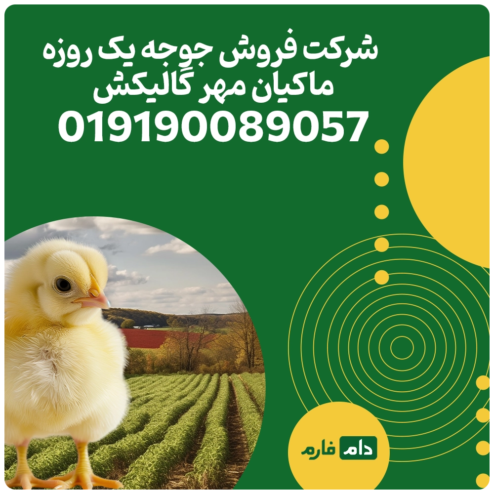 شرکت_فروش_جوجه_یک_روزه_ماکیان_مهر_گالیکش019190089057
