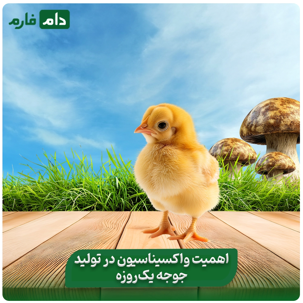 Mehr-Galikesh-Poultry-Farm-One-Day-Old-Chick-Sales-Company