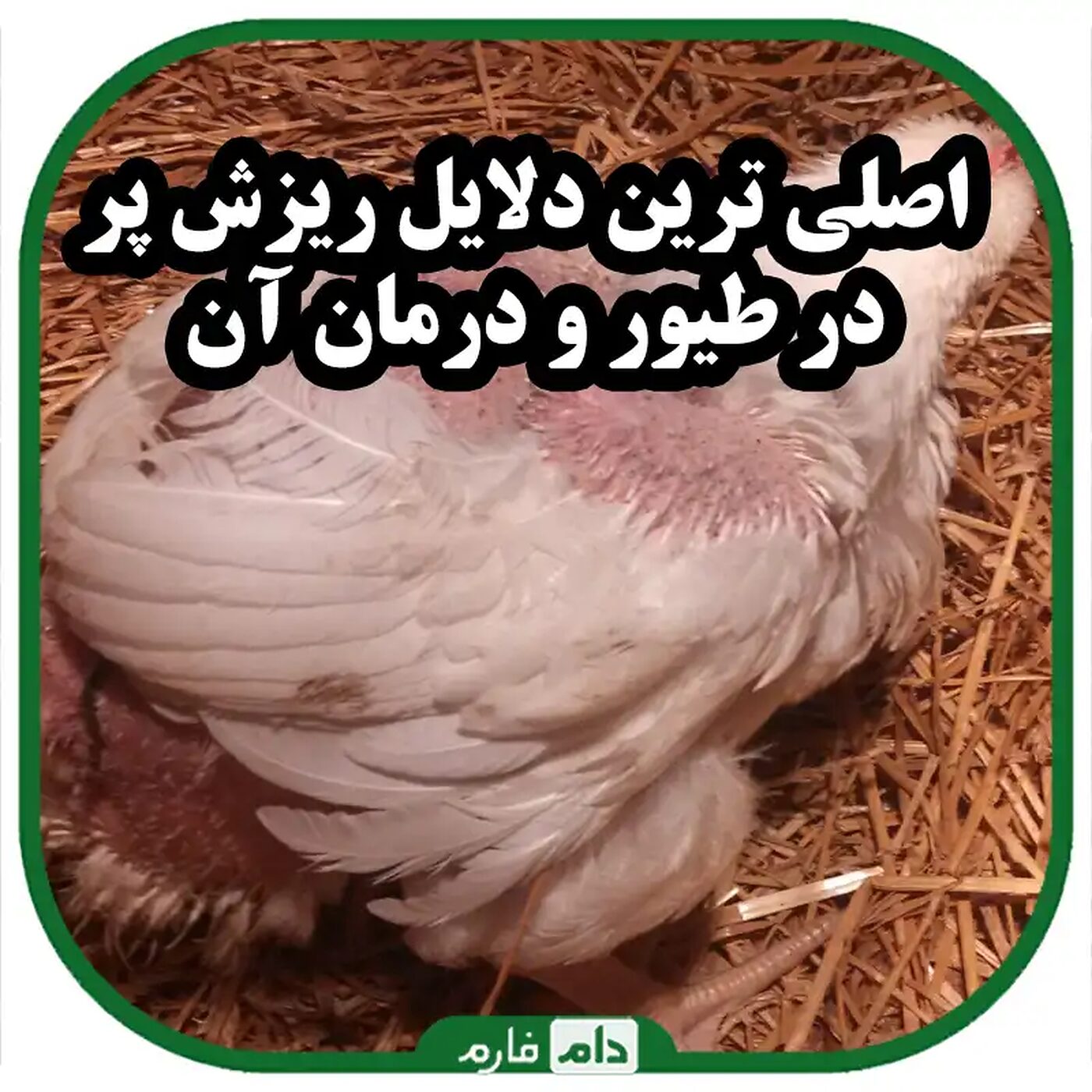اصلی_ترین_دلایل_ریزش_پر_در_طیور_و_درمان_آن