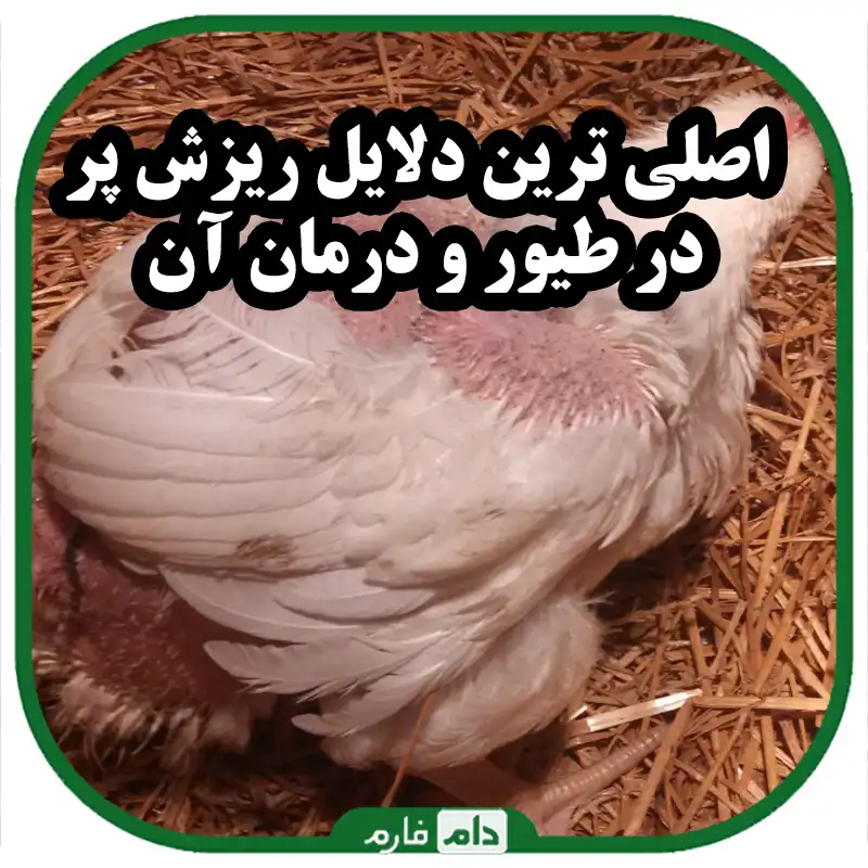 اصلی_ترین_دلایل_ریزش_پر_در_طیور_و_درمان_آن