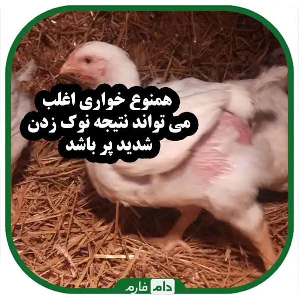 The-main-shedding-in-poultry-and-its-treatment