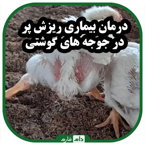 The-main-shedding-in-poultry-and-its-treatment