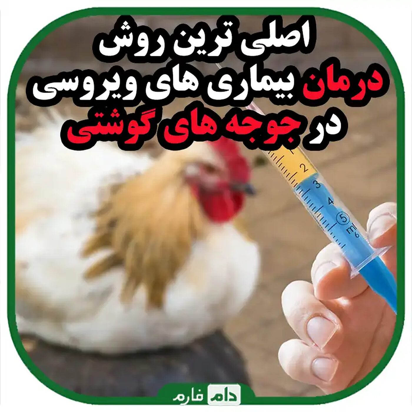 اصلی_ترین_بیماری_های_ویروسی_در_جوجه_های_گوشتی_و_درمان_آن