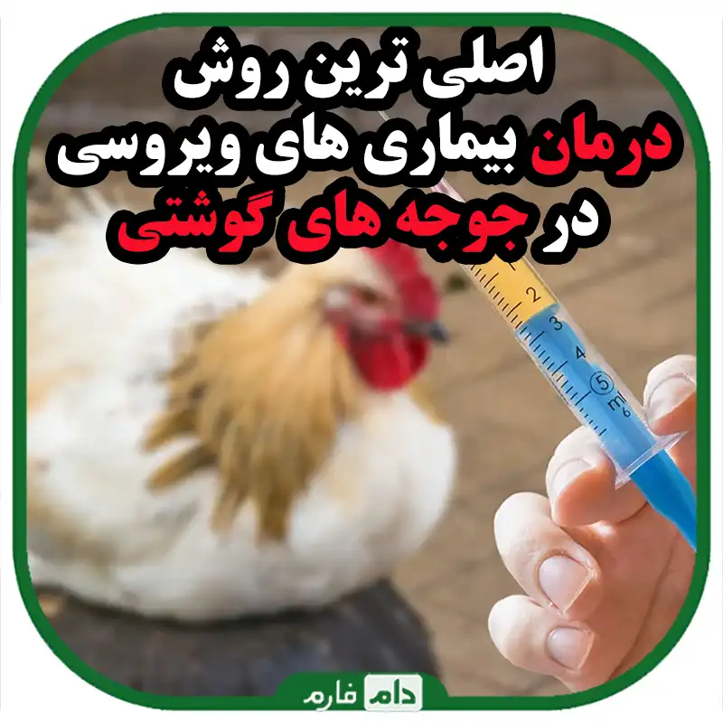 اصلی_ترین_بیماری_های_ویروسی_در_جوجه_های_گوشتی_و_درمان_آن