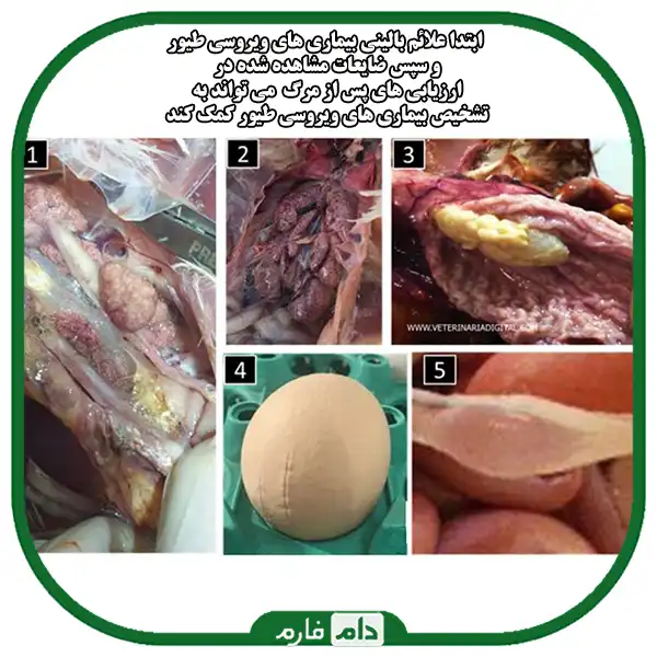 The-main-viral-diseases-in-broilers-and-their-treatment