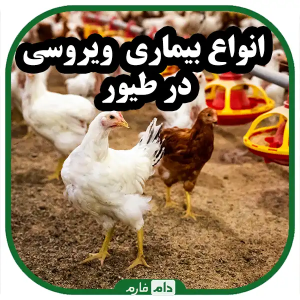 The-main-viral-diseases-in-broilers-and-their-treatment